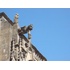 gargouille